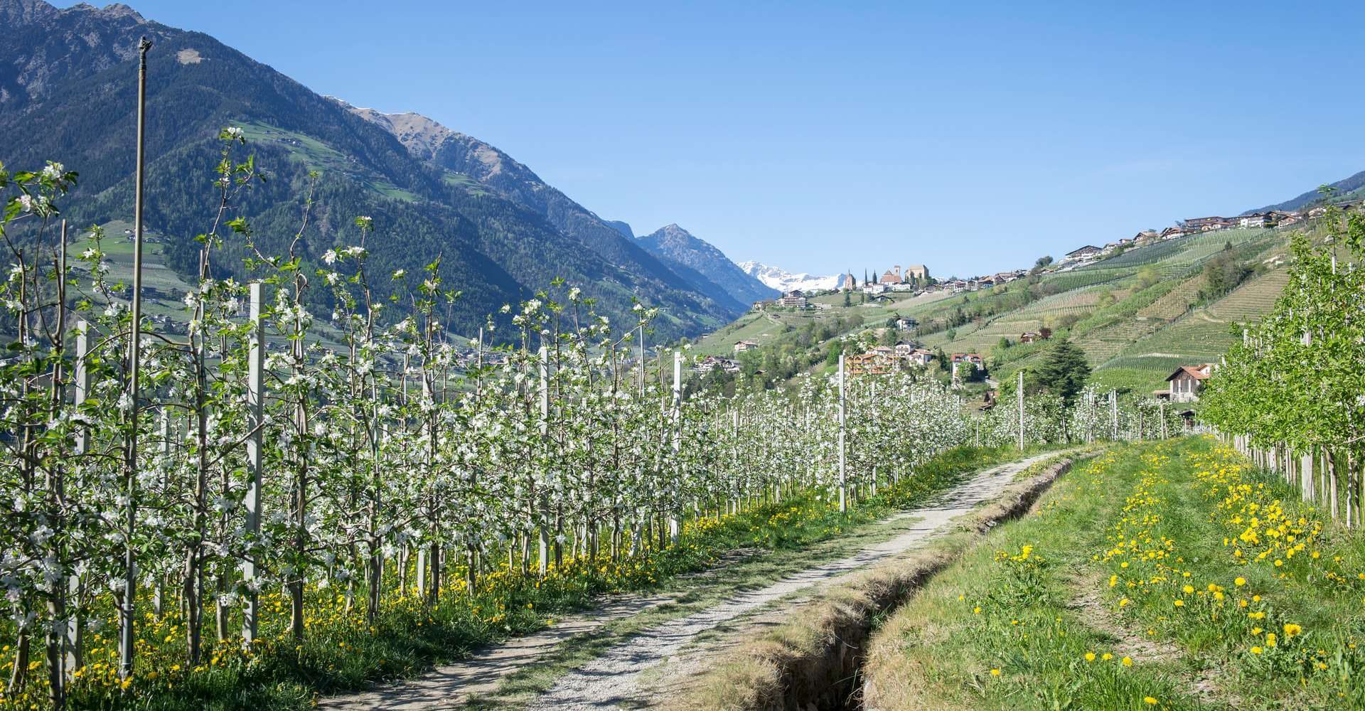 Frühling Meran