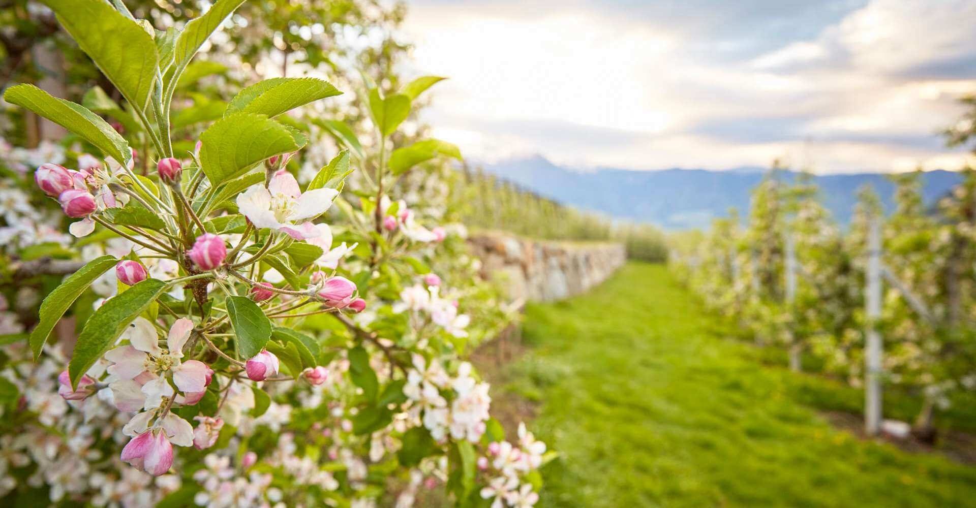 Frühling Meran